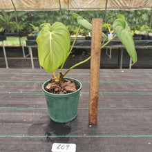 Load image into Gallery viewer, #609 Philodendron Dean McDowell