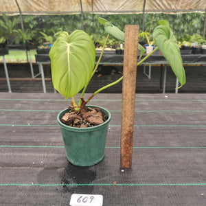 #609 Philodendron Dean McDowell