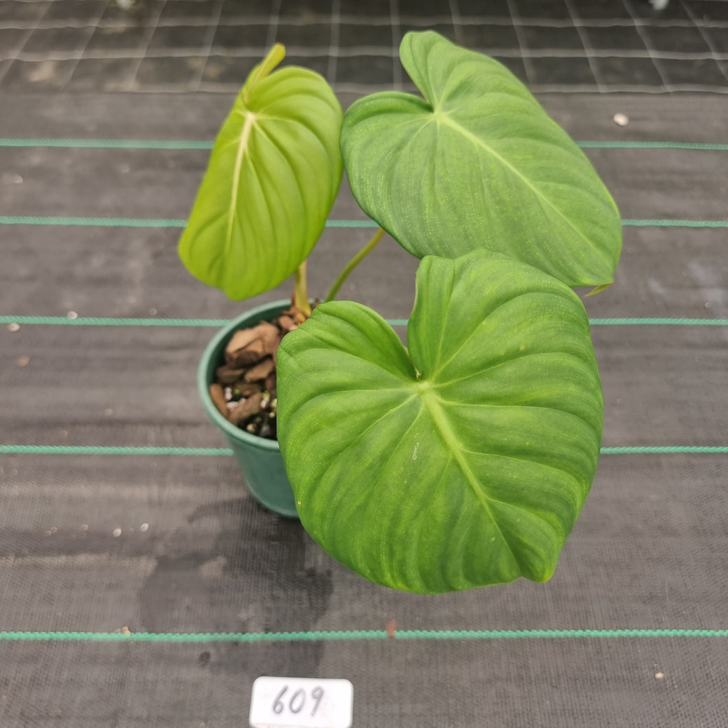 #609 Philodendron Dean McDowell