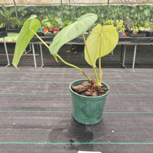 Load image into Gallery viewer, #609 Philodendron Dean McDowell