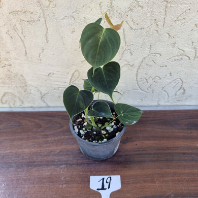 #19 Philodendron Lupinum