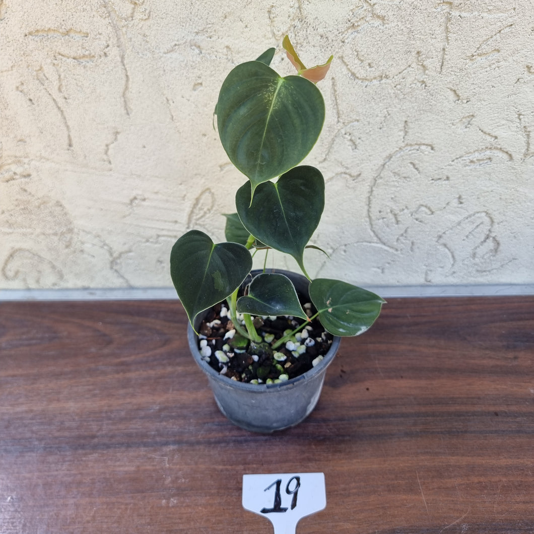 #19 Philodendron Lupinum