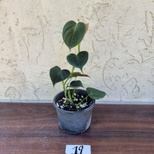 Load image into Gallery viewer, #19 Philodendron Lupinum