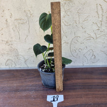 Load image into Gallery viewer, #19 Philodendron Lupinum