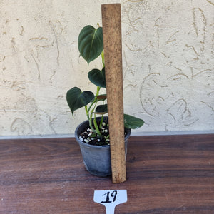 #19 Philodendron Lupinum