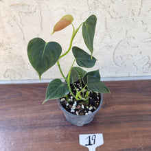 Load image into Gallery viewer, #19 Philodendron Lupinum