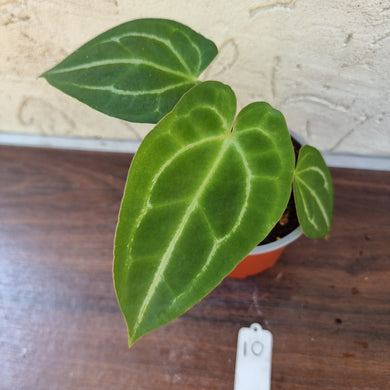 #10 Anthurium Forgetii x Crystallinum