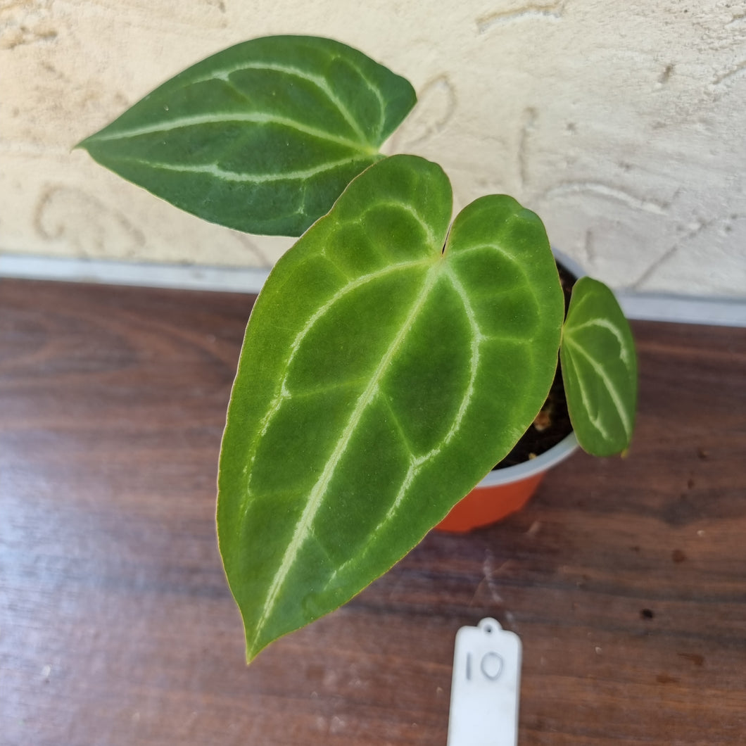 #10 Anthurium Forgetii x Crystallinum