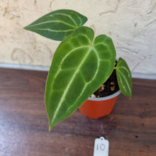 Load image into Gallery viewer, #10 Anthurium Forgetii x Crystallinum