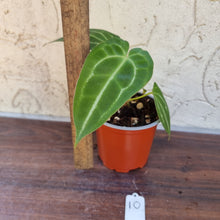 Load image into Gallery viewer, #10 Anthurium Forgetii x Crystallinum