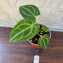 Load image into Gallery viewer, #10 Anthurium Forgetii x Crystallinum