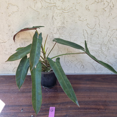 #G Philodendron Atabapoense