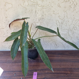 #G Philodendron Atabapoense