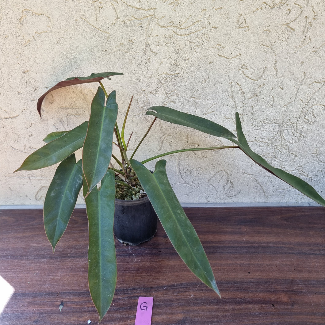 #G Philodendron Atabapoense