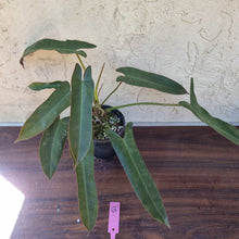 Load image into Gallery viewer, #G Philodendron Atabapoense