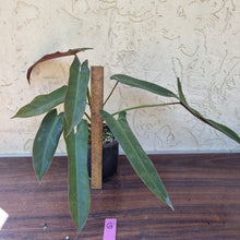 Load image into Gallery viewer, #G Philodendron Atabapoense