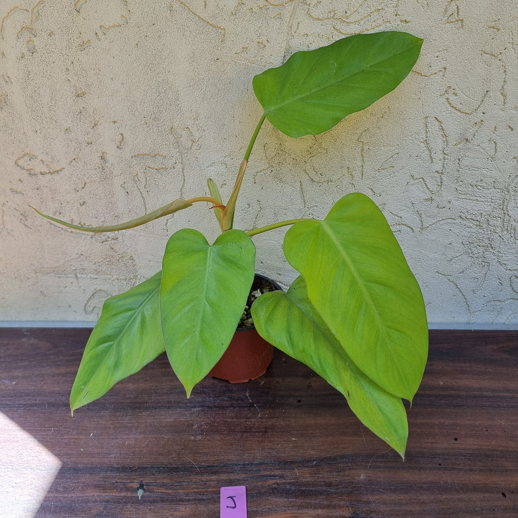 #J Philodendron Golden Erubescens