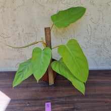 Load image into Gallery viewer, #J Philodendron Golden Erubescens