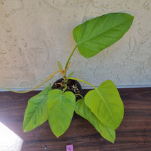 Load image into Gallery viewer, #J Philodendron Golden Erubescens