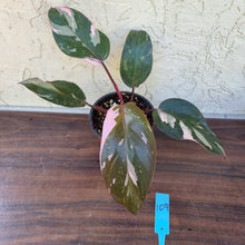 Load image into Gallery viewer, #109 Philodendron Pink Princess - Amazing Variegation