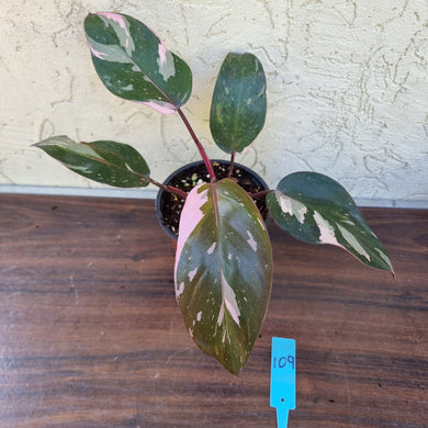 #109 Philodendron Pink Princess - Amazing Variegation