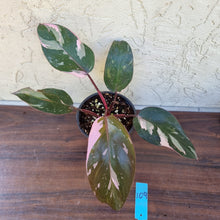 Load image into Gallery viewer, #109 Philodendron Pink Princess - Amazing Variegation