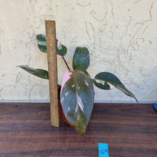 Load image into Gallery viewer, #109 Philodendron Pink Princess - Amazing Variegation