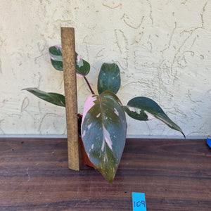 #109 Philodendron Pink Princess - Amazing Variegation