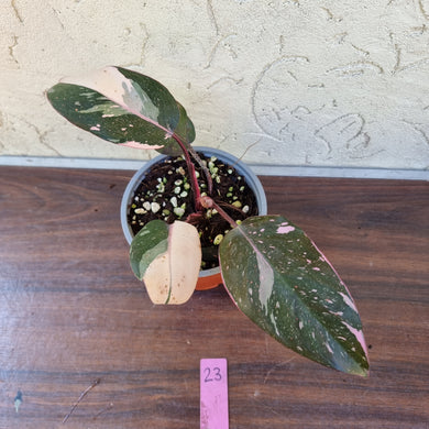 #23 Philodendron Pink Princess - Amazing Variegation