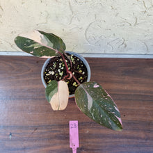 Load image into Gallery viewer, #23 Philodendron Pink Princess - Amazing Variegation