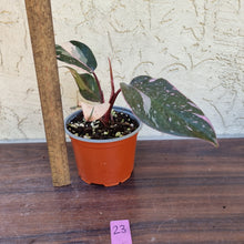 Load image into Gallery viewer, #23 Philodendron Pink Princess - Amazing Variegation