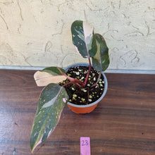 Load image into Gallery viewer, #23 Philodendron Pink Princess - Amazing Variegation