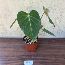 Load image into Gallery viewer, #94 Philodendron Gloriosum