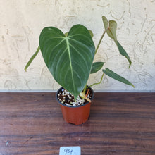 Load image into Gallery viewer, #94 Philodendron Gloriosum