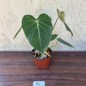 #94 Philodendron Gloriosum