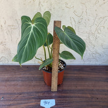 Load image into Gallery viewer, #94 Philodendron Gloriosum