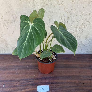 #94 Philodendron Gloriosum