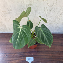 Load image into Gallery viewer, #94 Philodendron Gloriosum