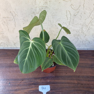 #94 Philodendron Gloriosum