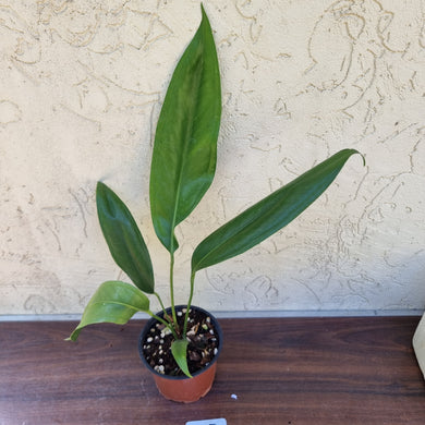 #107 Anthurium Bakeri - Wide Form.
