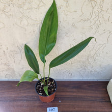 Load image into Gallery viewer, #107 Anthurium Bakeri - Wide Form.