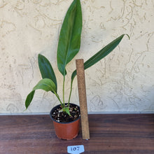 Load image into Gallery viewer, #107 Anthurium Bakeri - Wide Form.