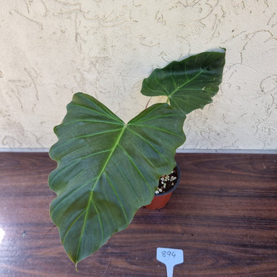 #894 Philodendron Corsinianum / 'Bronze Shield'