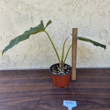 Load image into Gallery viewer, #894 Philodendron Corsinianum / &#39;Bronze Shield&#39;
