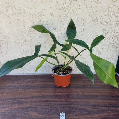 #32 Philodendron 69686 - 'Big Ears'