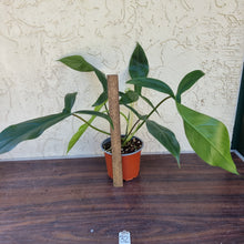 Load image into Gallery viewer, #32 Philodendron 69686 - &#39;Big Ears&#39;