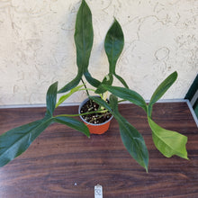 Load image into Gallery viewer, #32 Philodendron 69686 - &#39;Big Ears&#39;