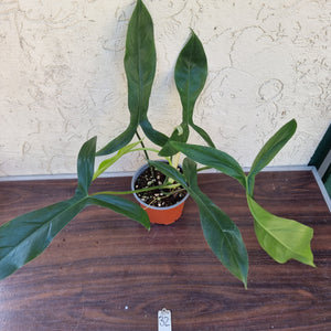 #32 Philodendron 69686 - 'Big Ears'