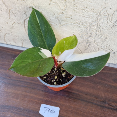 #710 Philodendron White Knight