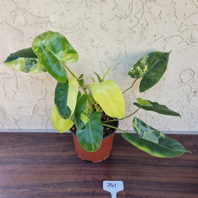 #741 Variegated Philodendron Burle Marx